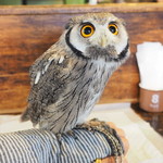 パクチーバル 8889 - アフリカオオコノハズクの「トト」