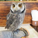 パクチーバル 8889 - アフリカオオコノハズクの「トト」