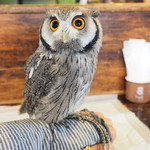 パクチーバル 8889 - アフリカオオコノハズクの「トト」