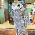 パクチーバル 8889 - アフリカオオコノハズクの「トト」