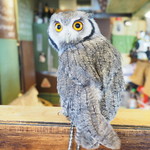 パクチーバル 8889 - アフリカオオコノハズクの「トト」