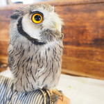 パクチーバル 8889 - アフリカオオコノハズクの「トト」