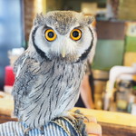 パクチーバル 8889 - アフリカオオコノハズクの「トト」