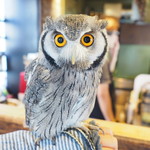 パクチーバル 8889 - アフリカオオコノハズクの「トト」