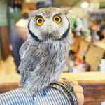 パクチーバル 8889 - アフリカオオコノハズクの「トト」