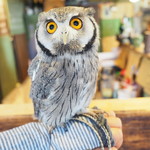 パクチーバル 8889 - アフリカオオコノハズクの「トト」