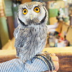 パクチーバル 8889 - アフリカオオコノハズクの「トト」