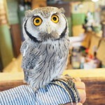 パクチーバル 8889 - アフリカオオコノハズクの「トト」