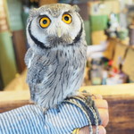 パクチーバル 8889 - アフリカオオコノハズクの「トト」