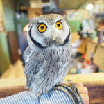 パクチーバル 8889 - アフリカオオコノハズクの「トト」