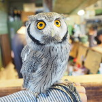 パクチーバル 8889 - アフリカオオコノハズクの「トト」