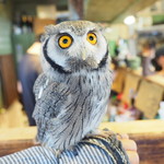 パクチーバル 8889 - アフリカオオコノハズクの「トト」