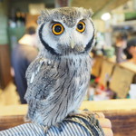 パクチーバル 8889 - アフリカオオコノハズクの「トト」