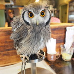 パクチーバル 8889 - アフリカオオコノハズクの「トト」