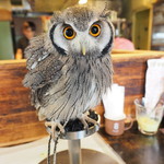 パクチーバル 8889 - アフリカオオコノハズクの「トト」