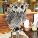 パクチーバル 8889 - アフリカオオコノハズクの「トト」