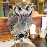 パクチーバル 8889 - アフリカオオコノハズクの「トト」