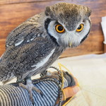 パクチーバル 8889 - アフリカオオコノハズクの「トト」