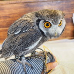 パクチーバル 8889 - アフリカオオコノハズクの「トト」