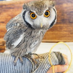 パクチーバル 8889 - アフリカオオコノハズクの「トト」