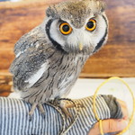 パクチーバル 8889 - アフリカオオコノハズクの「トト」