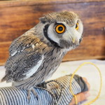 パクチーバル 8889 - アフリカオオコノハズクの「トト」