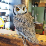 パクチーバル 8889 - アフリカオオコノハズクの「トト」