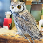 パクチーバル 8889 - アフリカオオコノハズクの「トト」