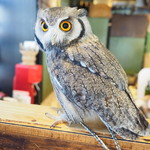 パクチーバル 8889 - アフリカオオコノハズクの「トト」