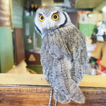 パクチーバル 8889 - アフリカオオコノハズクの「トト」