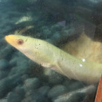 鰻はし本 - 池神様