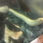 鰻はし本 - 池神様