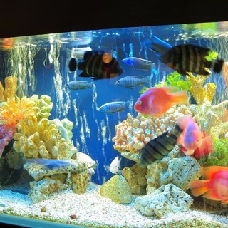 Ariake's healing space! ! Wouldn't you like to be healed by these cute fish? ?