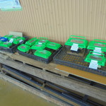 農産物直売所 こだま館 - 鈴虫販売