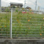 農産物直売所 こだま館 - 駐車場