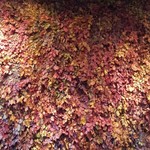 Nicolai Bergmann NOMU - 