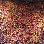 Nicolai Bergmann NOMU - 