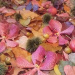 Nicolai Bergmann NOMU - 