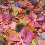 Nicolai Bergmann NOMU - 