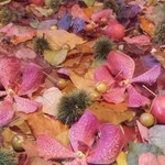 Nicolai Bergmann NOMU - 