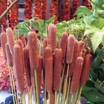 Nicolai Bergmann NOMU - 