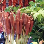 Nicolai Bergmann NOMU - 