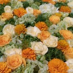 Nicolai Bergmann NOMU - 