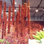 Nicolai Bergmann NOMU - 