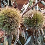 Nicolai Bergmann NOMU - 