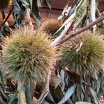 Nicolai Bergmann NOMU - 