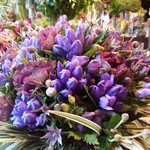 Nicolai Bergmann NOMU - 