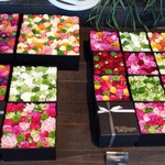 Nicolai Bergmann NOMU - 