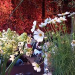 Nicolai Bergmann NOMU - 