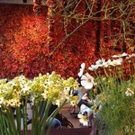 Nicolai Bergmann NOMU - 